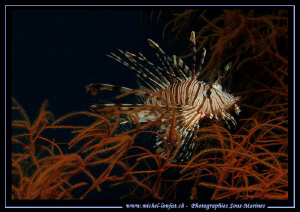 Scorpion Fish in soft coral hunting... :O)... by Michel Lonfat 
